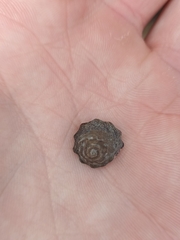 Bembicium auratum