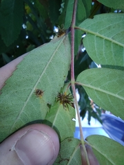 Gymnosporangium cornutum