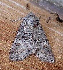 Brachylomia viminalis