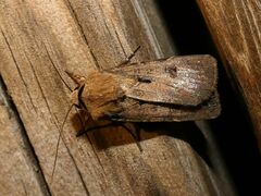 Agrotis exclamationis
