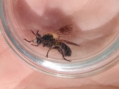 Choerades fuliginosa