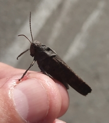 Psophus stridulus