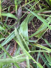 Ophisaurus ventralis