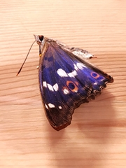 Apatura ilia