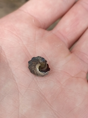 Bembicium auratum