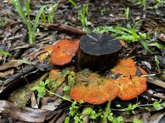 Trametes coccinea