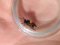 Choerades fuliginosa