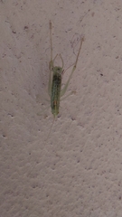 Meconema meridionale