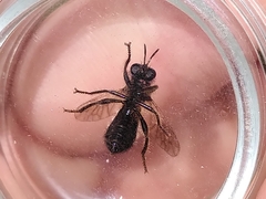 Choerades fuliginosa