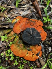 Trametes coccinea