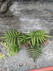 Pteris minor