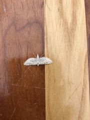 Parapoynx allionealis