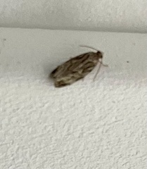 Phaecasiophora confixana