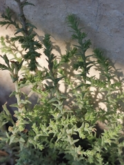 Salsola tragus