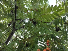 Gymnosporangium cornutum