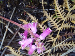 Lachenalia