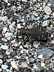 Cicindela duodecimguttata