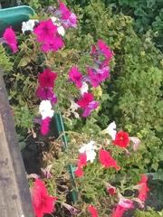 Petunia × atkinsiana