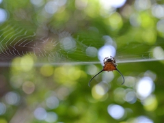 Macracantha arcuata