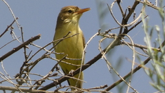 Hippolais polyglotta