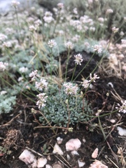 Eriogonum kennedyi austromontanum