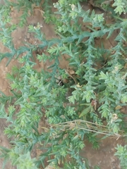 Salsola tragus