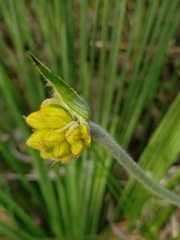 Conostylis candicans
