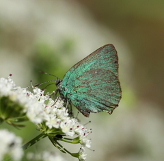 Callophrys rubi