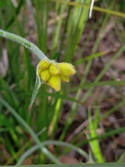 Conostylis candicans