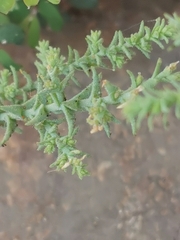Salsola tragus