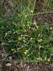 Conostylis candicans