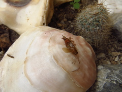 Latiblattella tarasca