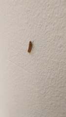 Tineola bisselliella