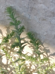 Salsola tragus