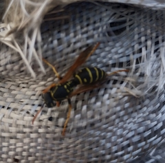 Polistes nimpha