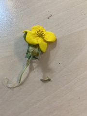 Dasiphora fruticosa