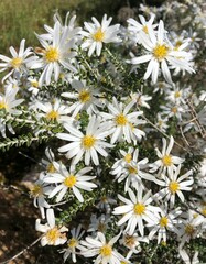 Olearia pimeleoides