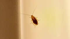 Ectobius vittiventris