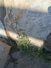 Salsola tragus