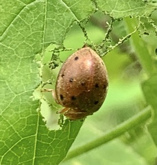 Epilachna tredecimnotata