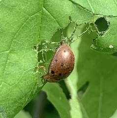 Epilachna tredecimnotata