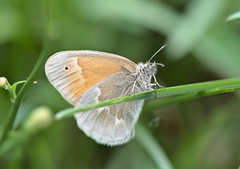 Coenonympha california