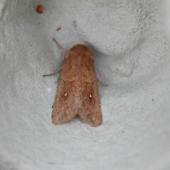 Mythimna albipuncta