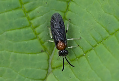 Symphyta