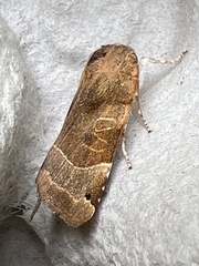 Noctua fimbriata