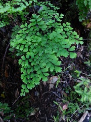 Adiantum