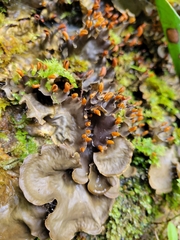 Peltigera polydactylon