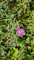 Centaurea nigra