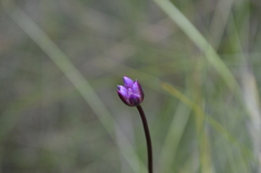 Sowerbaea juncea