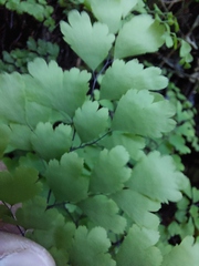 Adiantum